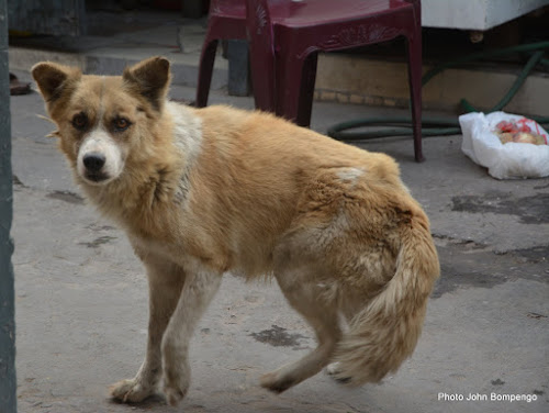 Sankuru : un chien enragé mord 11 personnes en une heure