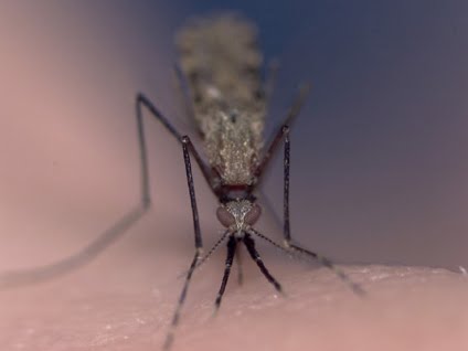 Lutte contre la malaria: la RDC réceptionne près de 700 000 doses du vaccin antipaludéen