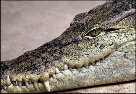 Une mère et son enfant happés par un crocodile à Kongolo