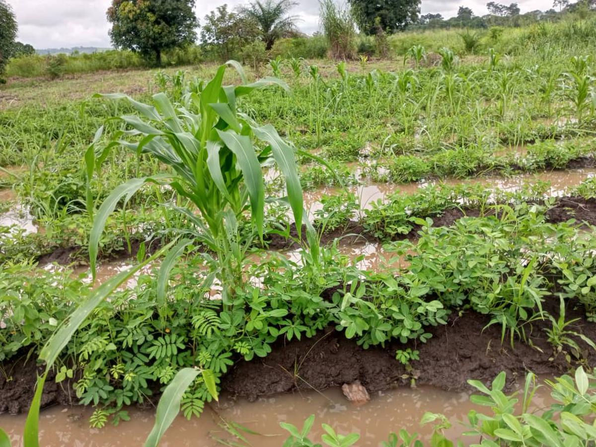 Environ 1000 hectares de cultures détruits par les inondations à Mbanza-Ngungu