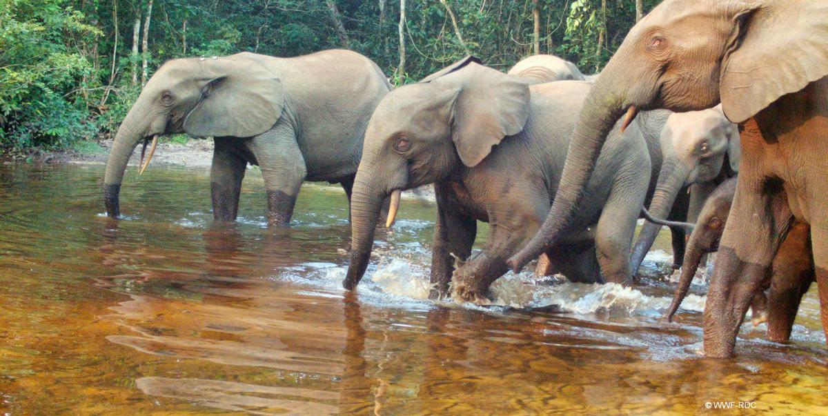 Huit personnes tuées par des éléphants en divagation en deux mois à Yakoma (Nord-Ubangi)